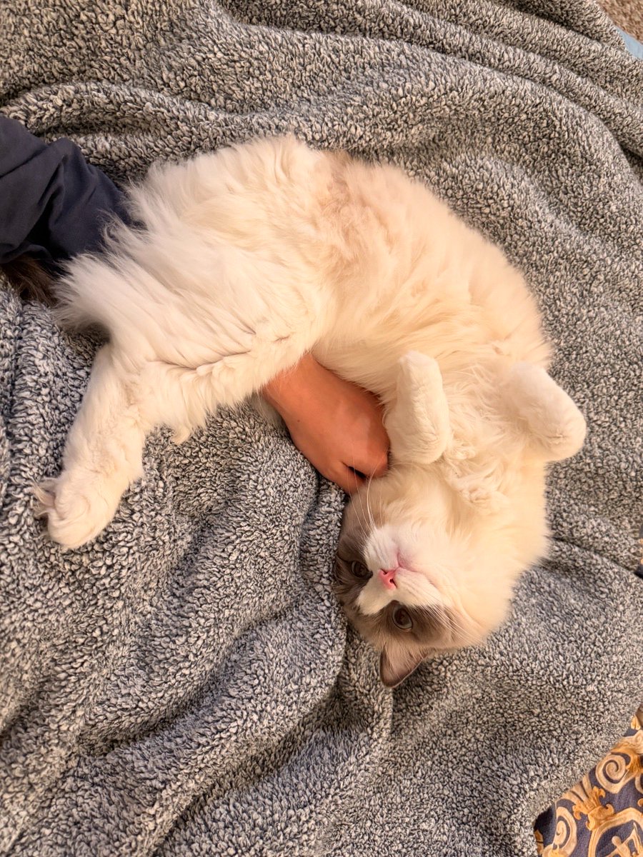 Iris Meng tweet media