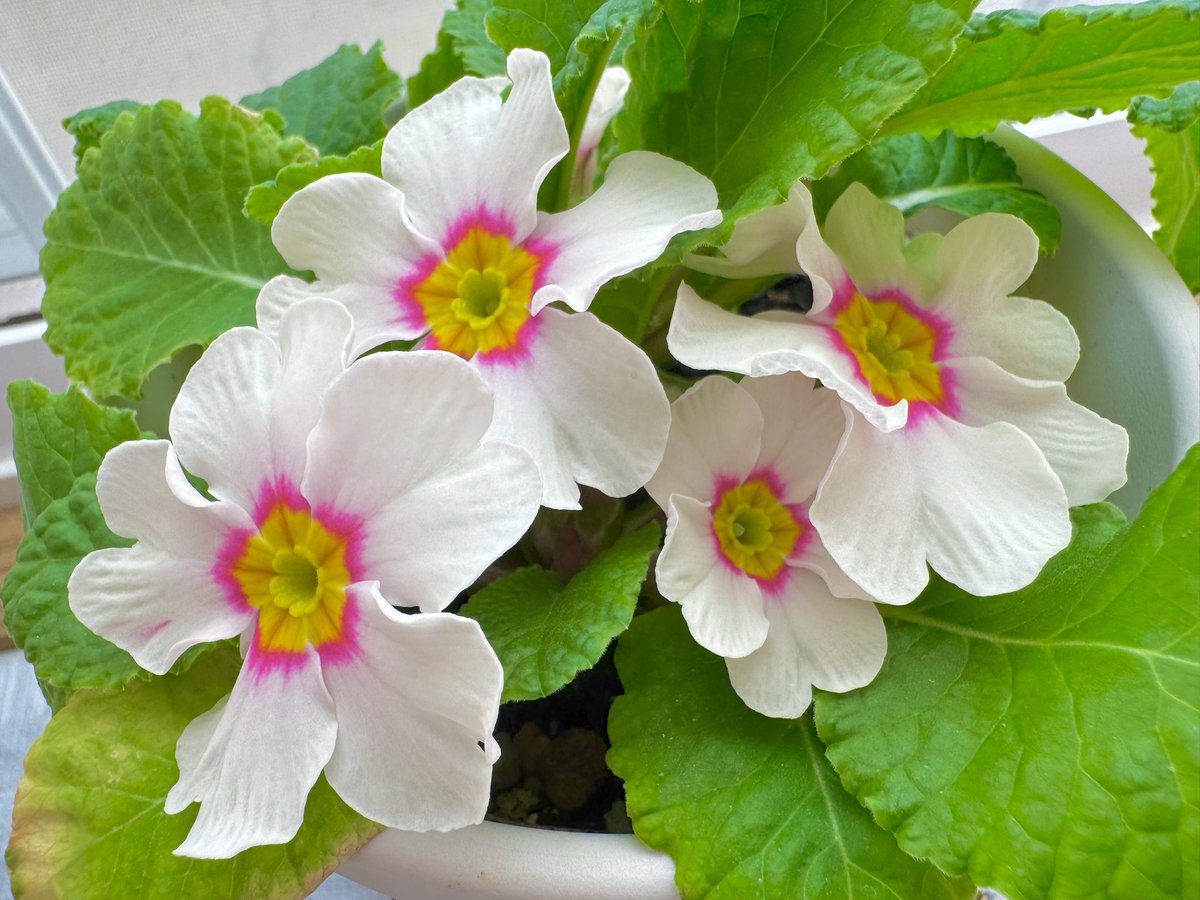 さくらもちさん今年も無事咲いたよん🌸
