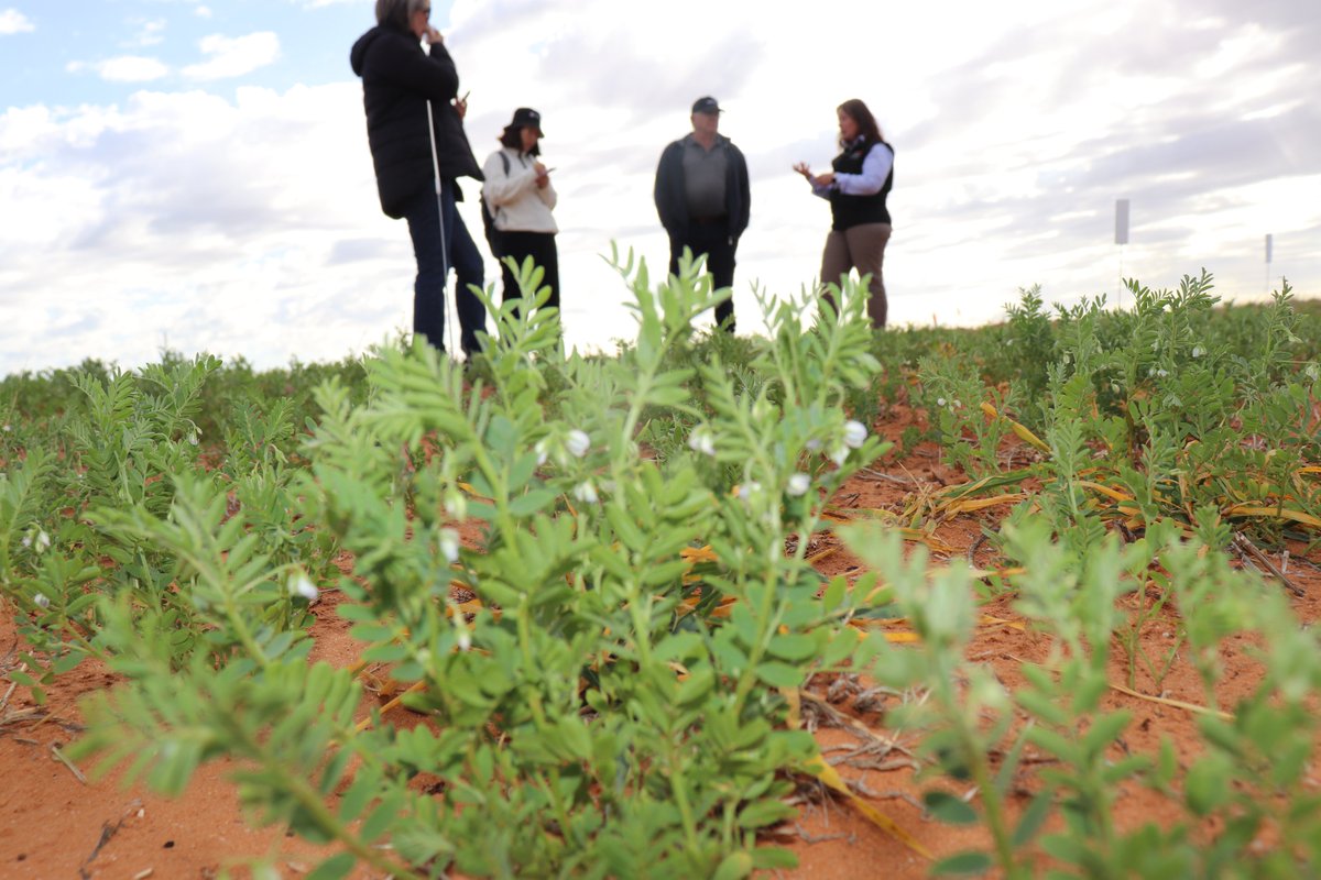 Mallee Sustainable Farming tweet media