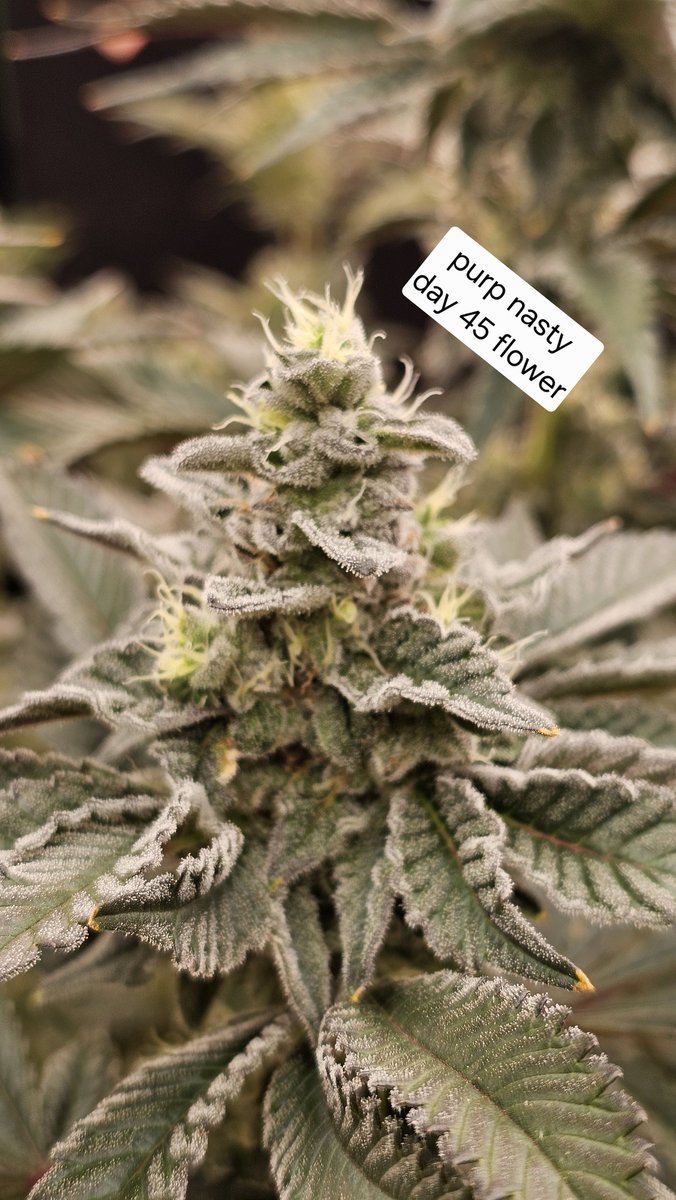 BloomLab420 tweet picture