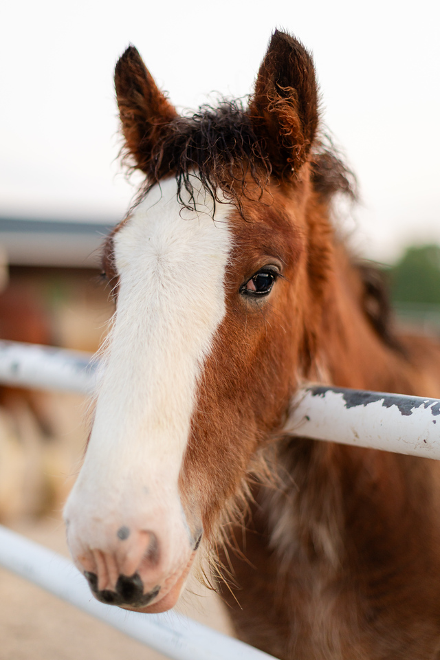 Warm Springs Ranch tweet media