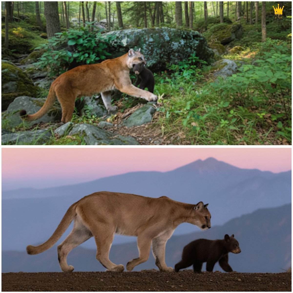 A man was stunned when his trail camera captured a mountain lion carrying a bear cub through the woods. At first, he assumed it was nothing more than a predator hauling an easy meal back to its den, so he didn’t think much of it. Months later, while browsing online, he came