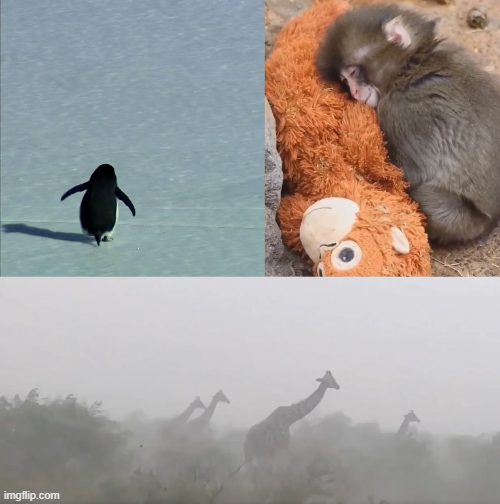 naiivememe's tweet photo. Never give up like the penguin.
Face the FUD like the giraffes.
HODL and trust your bag like the monkey.
You’re gonna make it. https://t.co/dKPq1xyA1b
