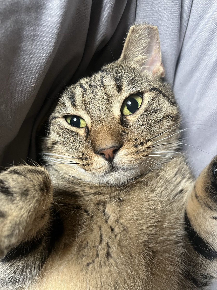 Iris Meng tweet media