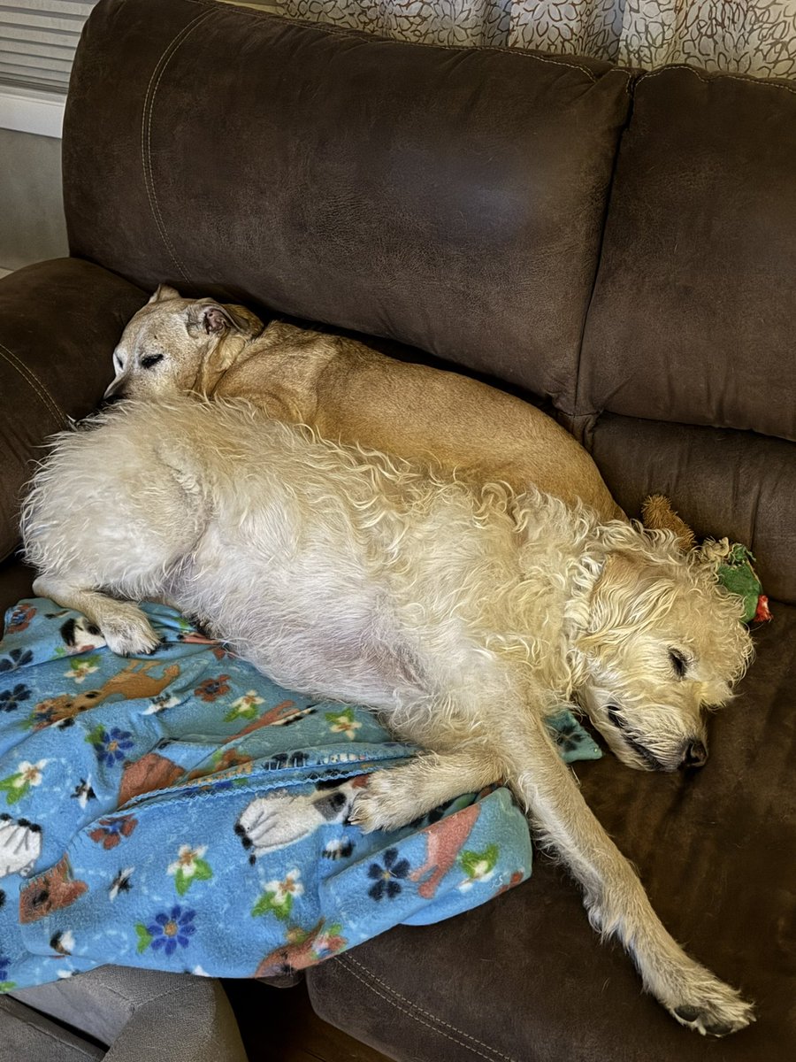 J_Eck328's tweet photo. @destiny_thememe Puppies https://t.co/8fcAoTw3t9