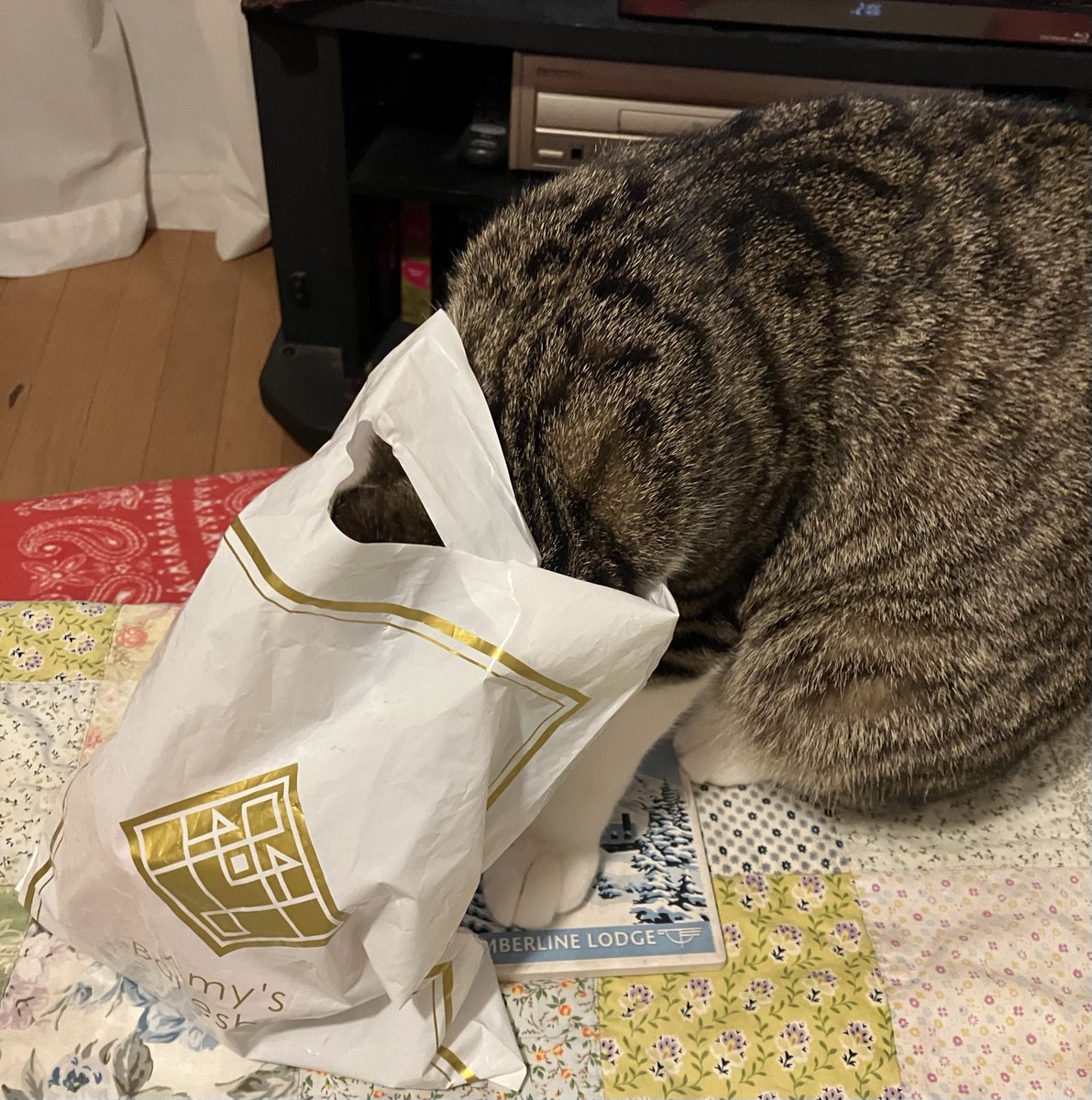 飼い主はどうでもいいので猫を褒めてやって下さい。猫を褒めて下さった人達はありがとうございます。我が家の宝、トラヴィス・ビックル、通称トラです。