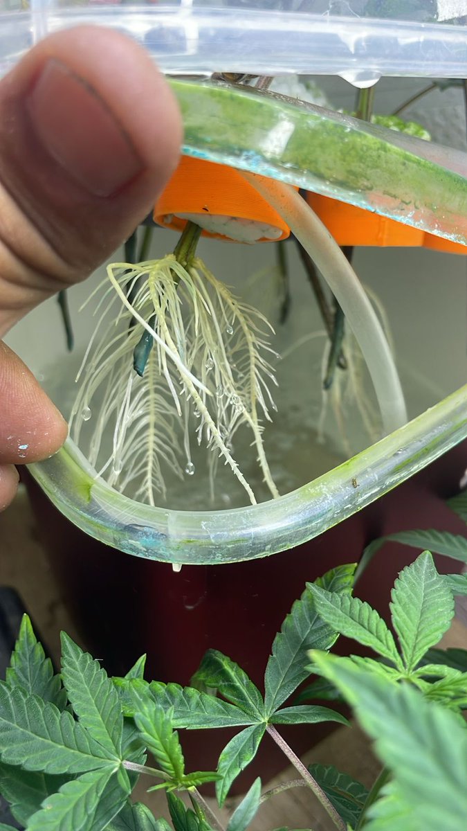 Será que vai enraizar ? 💚💚💚