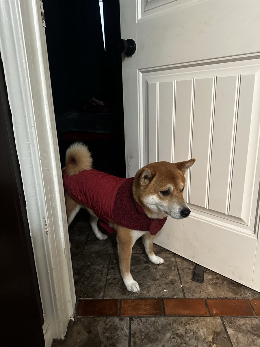 girax0's tweet photo. Koda is not used to the cold https://t.co/cWUXeM0plE