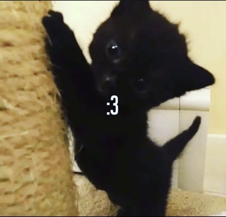 answerisuuu's tweet photo. meow https://t.co/KEkuHmp7cs