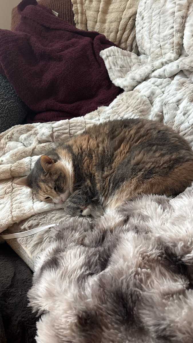 charlotte tweet media