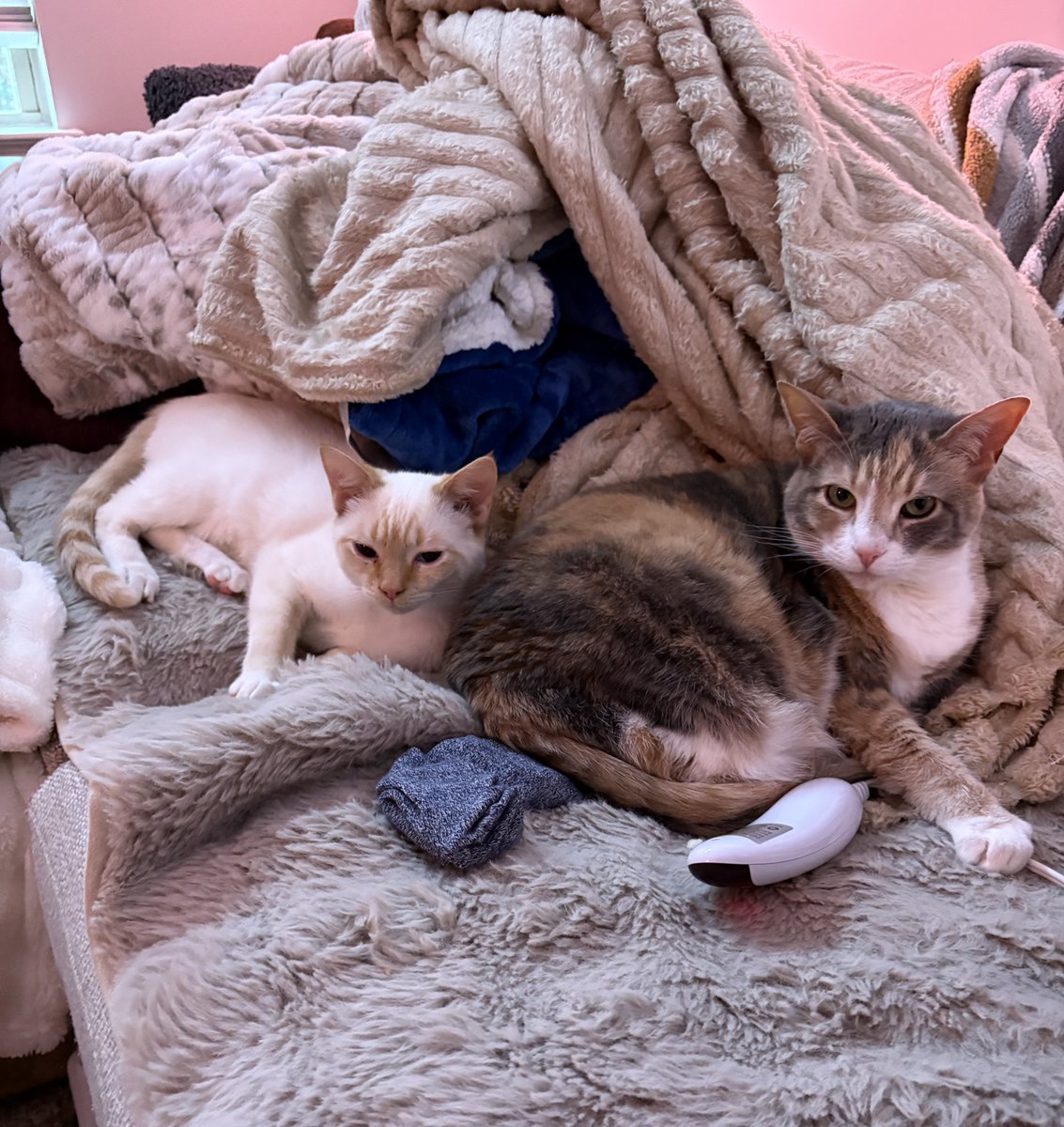 charlotte tweet media