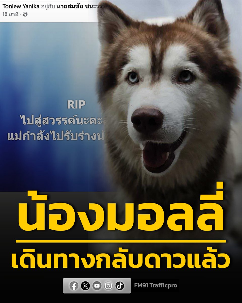 น้องมอลลี่ สุนัขไซบีเรียน ที่ถูกคนใจร้ายเอาน้ำมันราด แล้วจุดไฟเผาที่ จ.สงขลา เมื่อวันที่ 15 ก.พ. 69 ล่าสุดเจ้าของน้องมอลลี่โพสต์ข่าวเศร้า  

"RIP ไปสู่สวรรค์นะคะลูกรัก
แม่กำลังไปรับร่างน้องนะคะ"

เดินทางกลับดาวดีๆนะมอลลี่  #น้องมอลลี่ #มอลลี่ล่าสุด #ไซบีเรียนมอลลี่