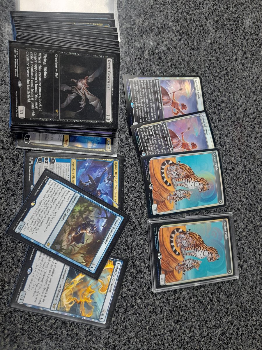 Seibo (C.Torrico) tweet media