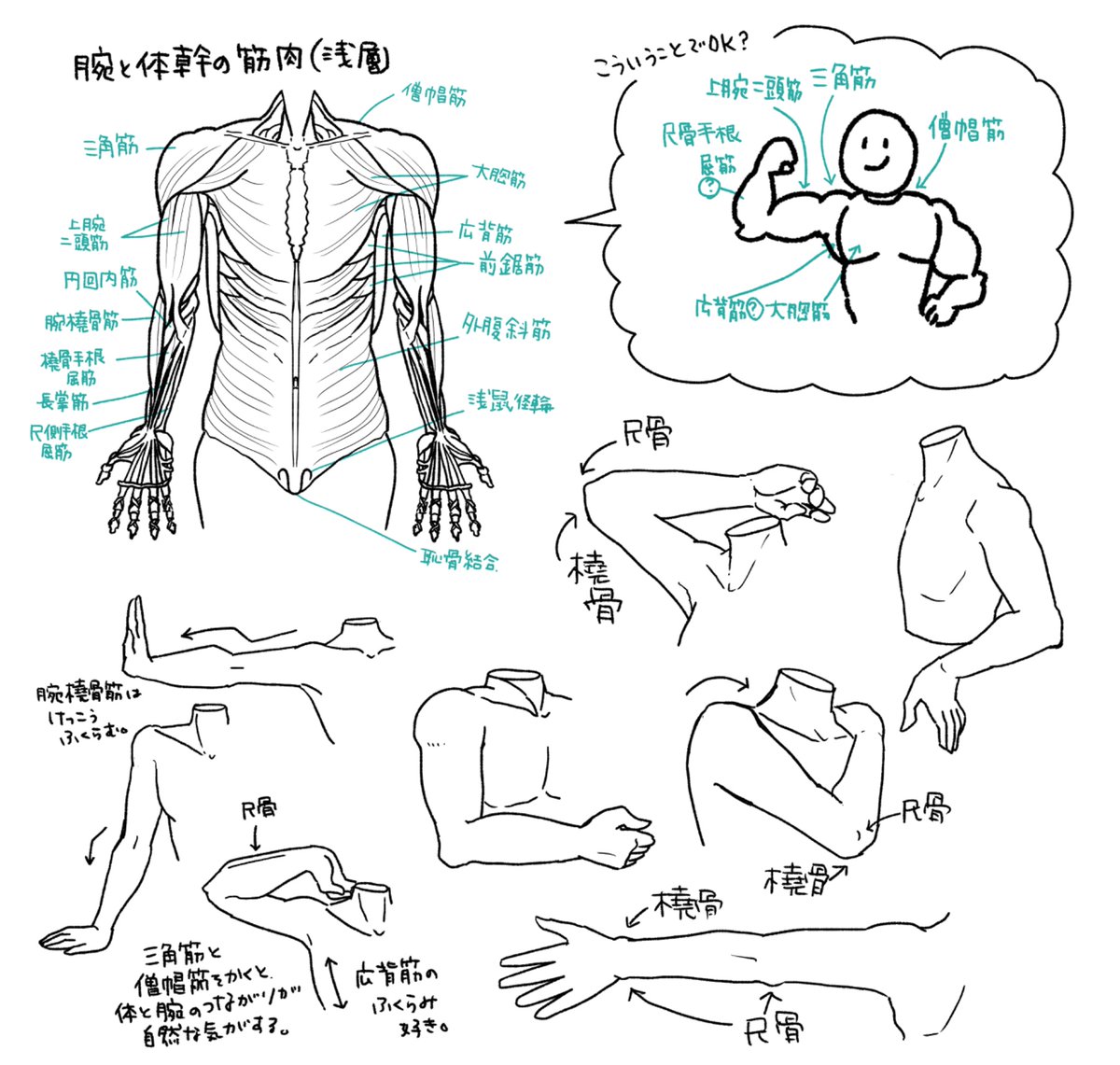 今日は腕と体幹の筋肉をを描いて覚えた。 