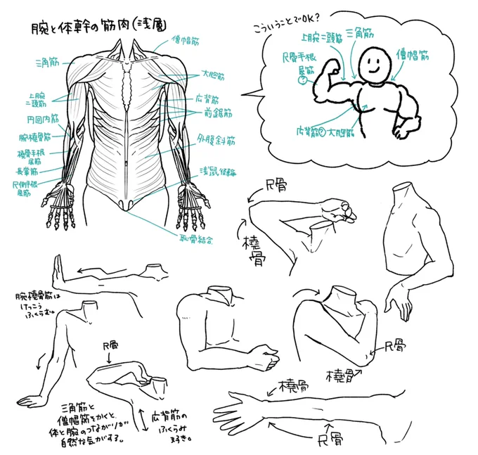 今日は腕と体幹の筋肉をを描いて覚えた。 