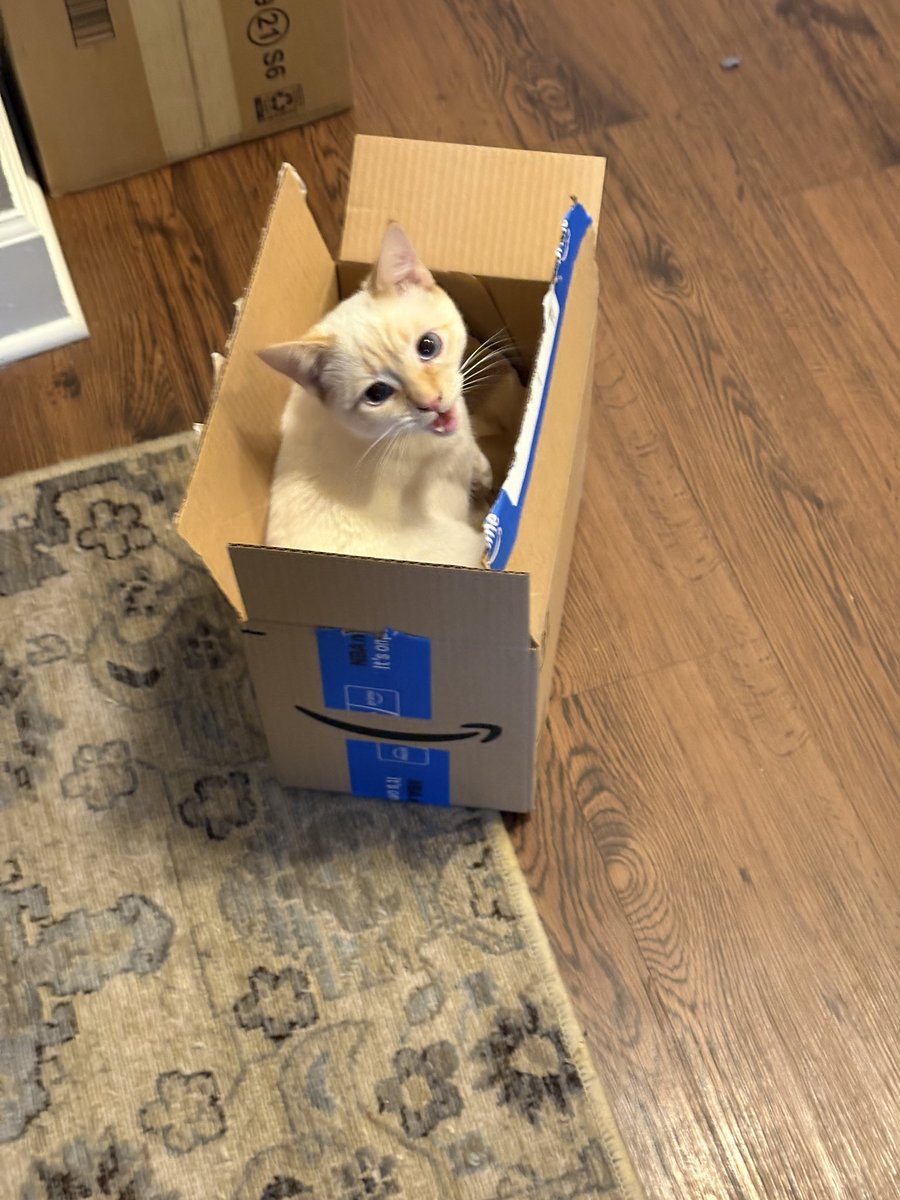 phil and rufus (party hat and party favor) tweet media