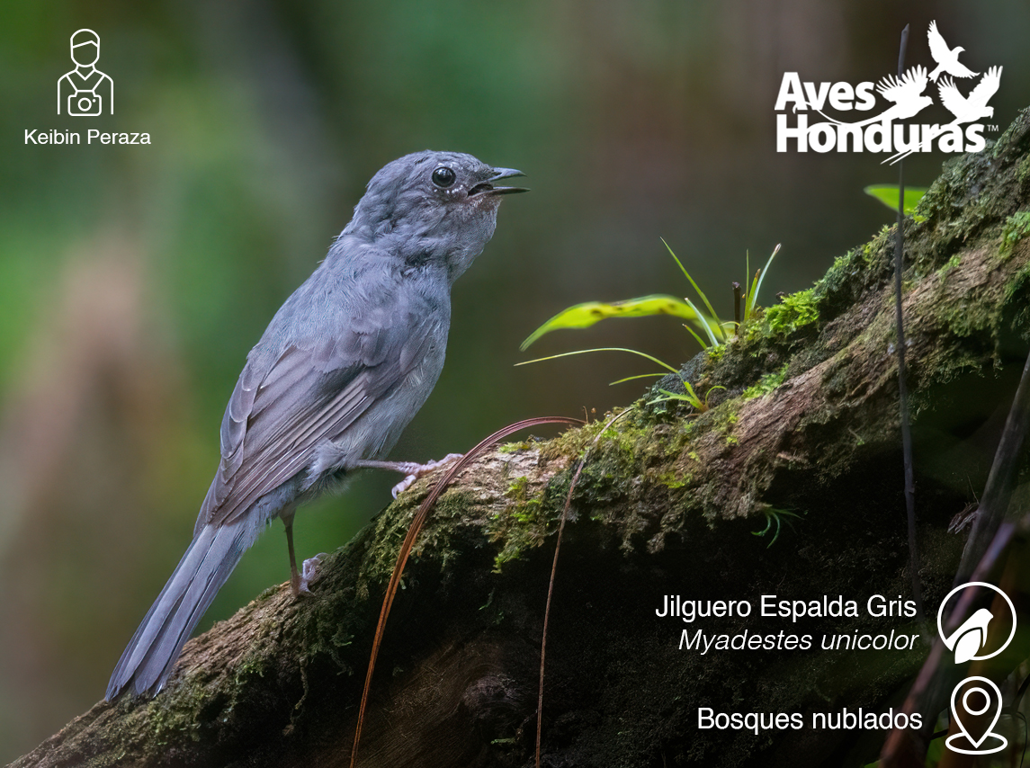 AVE DE LA SEMANA
El Jilguero Espalda Gris (Slate-colored Solitaire en inglés) es un ave  más fácil de escuhar que observar. ya que suele permanecer oculto entre la vegetación.

📷 Keibin Peraza, miembro de Aves Honduras.
Visita aveshonuras.org