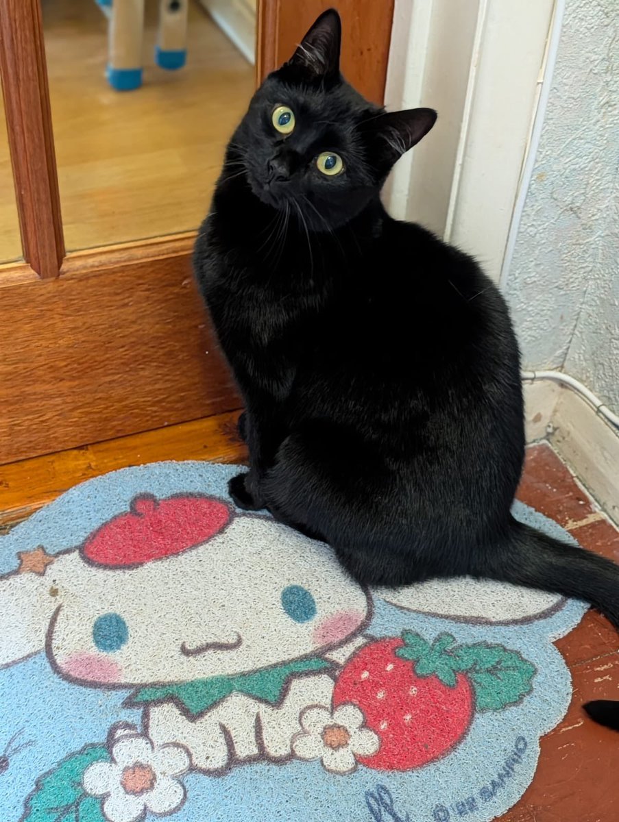 Morichai's tweet photo. @rainylune Omg do I have sum cats with patterns (sorry to my black cat haha) also like frog in a cat alien onesie, people be feral for lil green guys wearing other lil green guys! https://t.co/j6O9rZhDJL