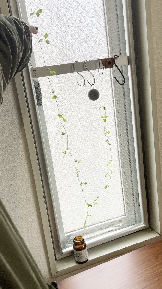 豆苗の生命力すごい