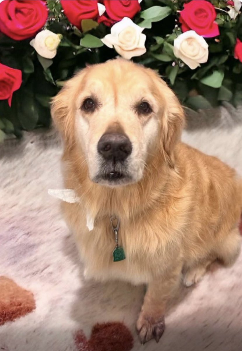 Scout, A Golden Retriever tweet media