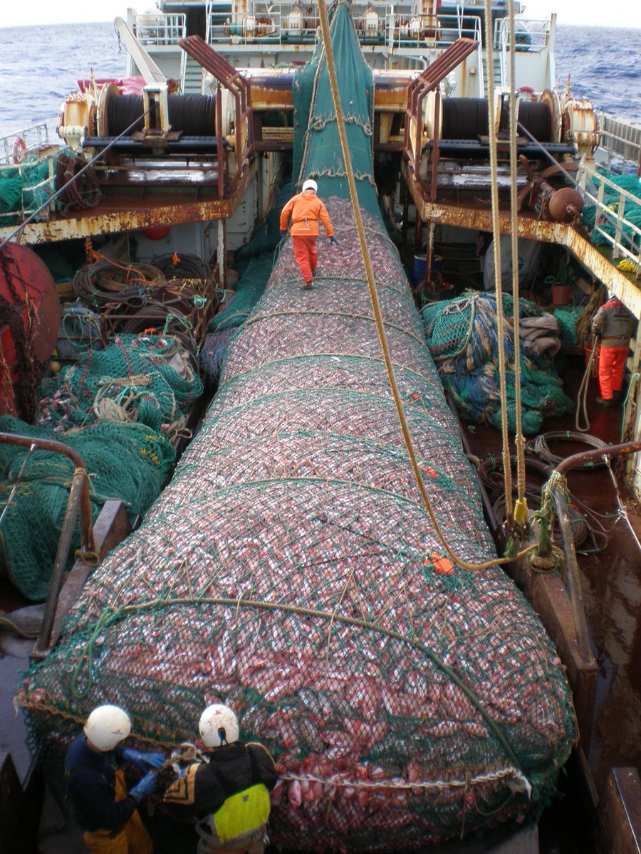 Its only a matter of time before fish vanish in the ocean
From mega factory ships scooping up millions of fish every minute and not giving them a chance to breed 
To warming ocean adversely affecting their spawning grounds 
Marine life stand no chance at all