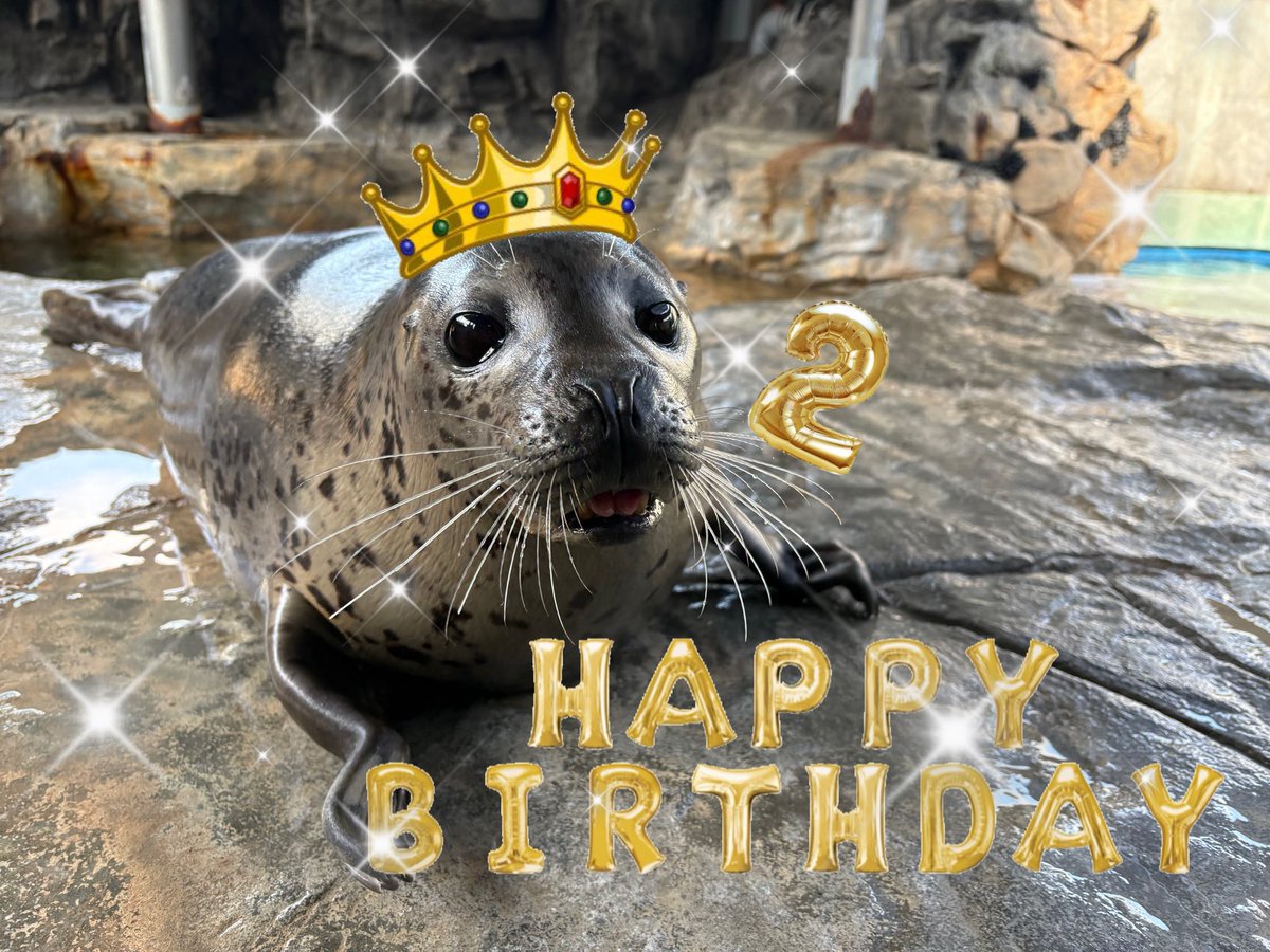 Shinagawa_Aqua's tweet photo. なんと！本日2月20日で #しぶき 2歳の誕生日を迎えました！🎉㊗️
沢山の人に愛されてここまで大きくなりました！🦭🩷
これからの成長もあたたかく見守って頂けると嬉しいです🫶❤️
今日はぜひ　#しぶき2歳おめでとう でお祝いしてください🦭⭐️✨
#しながわ水族館 #ｵﾚﾁｬﾝ https://t.co/BIXhlu4hGi