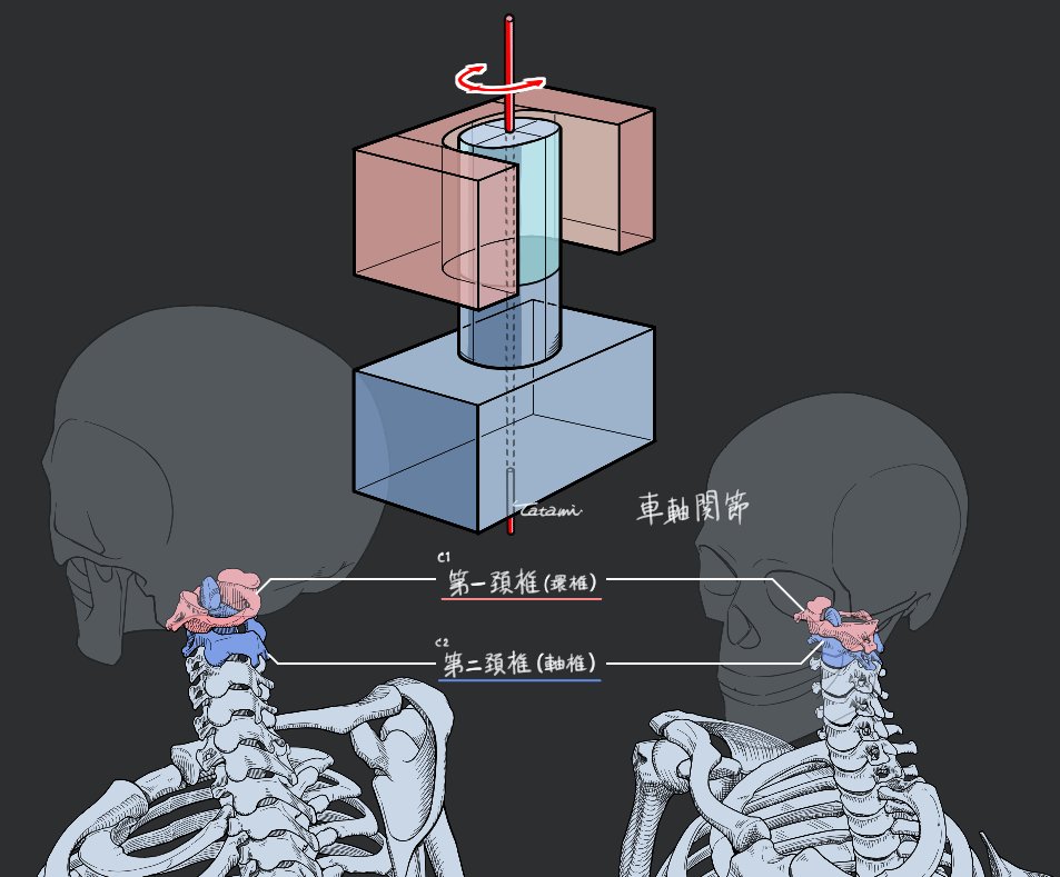 「車軸関節の例(頚椎) 骨格イラストは、関節の形状を知ると病みつきになります。人体」|畳＠Loopのイラスト