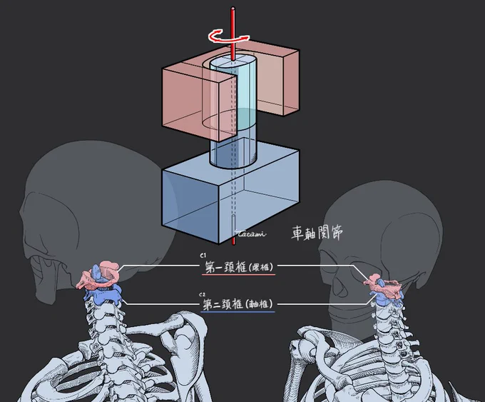 車軸関節の例(頚椎) 骨格イラストは、関節の形状を知ると病みつきになります。人体ってすごい。