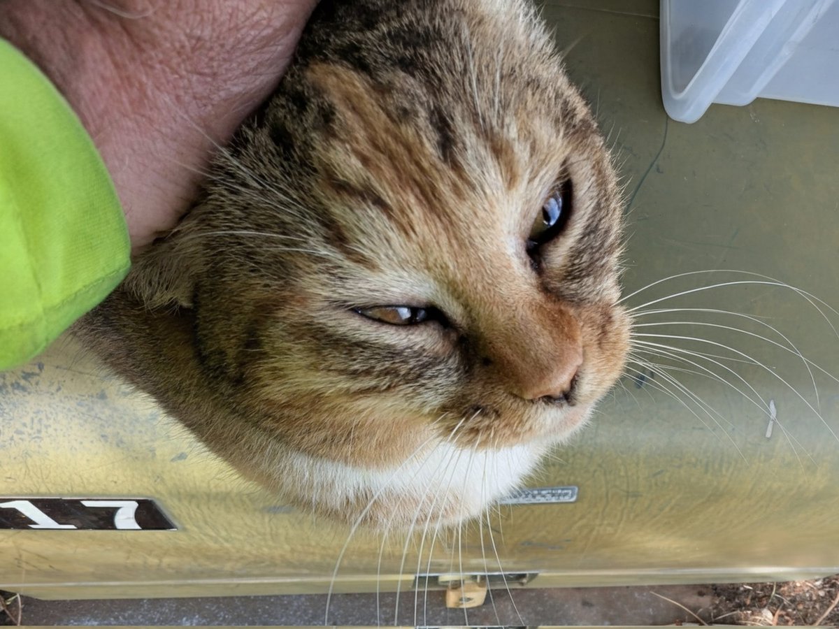 Scruffy asked me what I learned from 4th graders at PATH Bike Ed Day 3? I learned about MeeMeows (but the videos stink!) The keiki I was helping decided to  name each of the 7 tennis balls that I put out as "rocks" for them to dodge. They were the "Rockwell Ohana" #PATHHAWAII