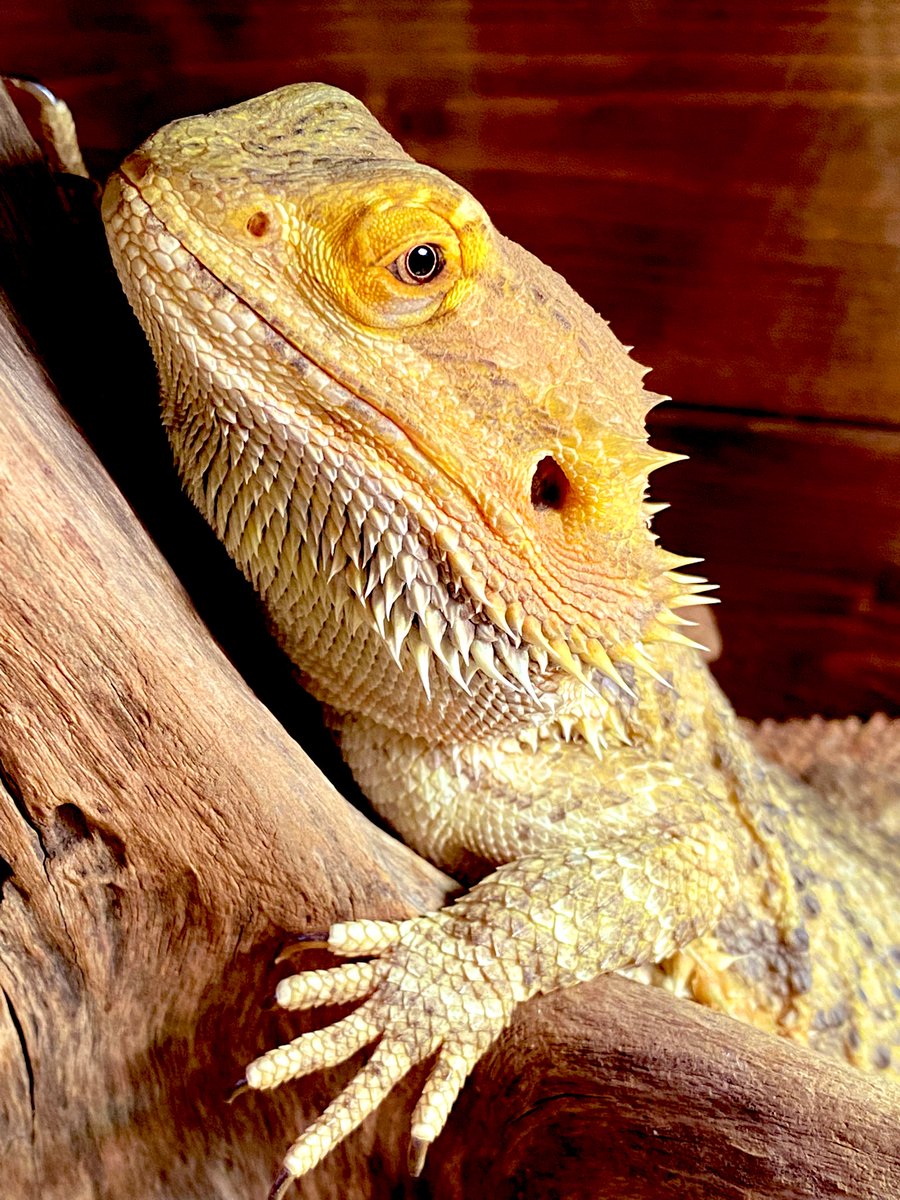 木にしがみつくフトアゴちゃんです☺️