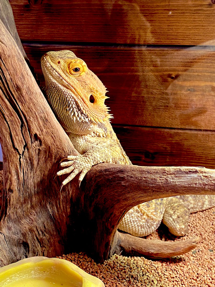 木にしがみつくフトアゴちゃんです☺️