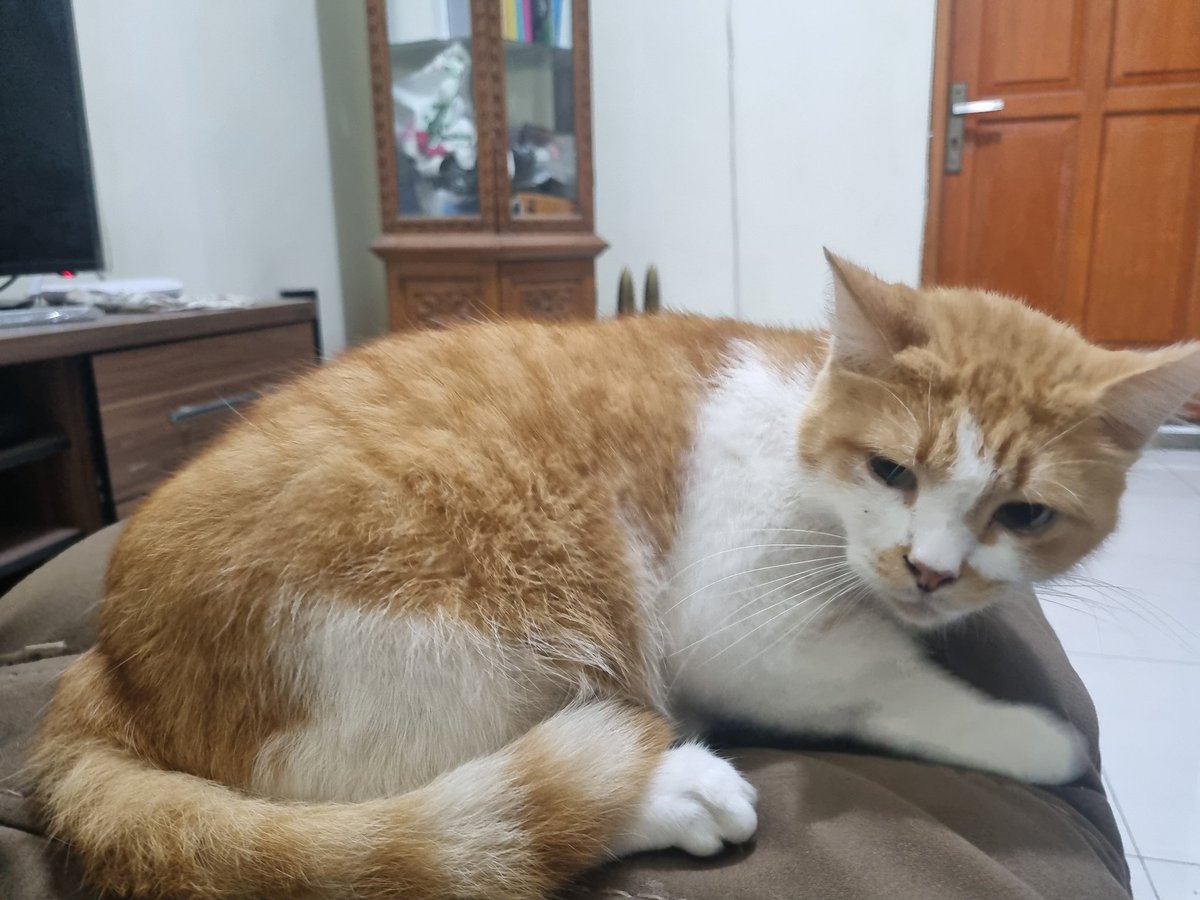 salmaa_maharani's tweet image. Lemon masi ngantuk soalnya abis sahur

 #kucing