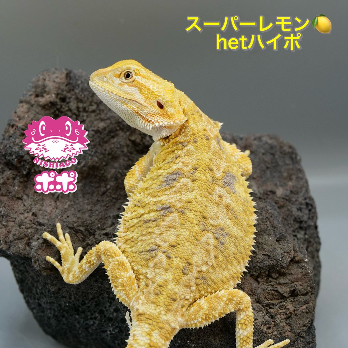 ポポのケージ (@poponocage) / Posts / X