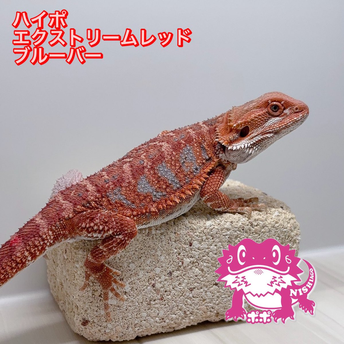 ポポのケージ (@poponocage) / Posts / X