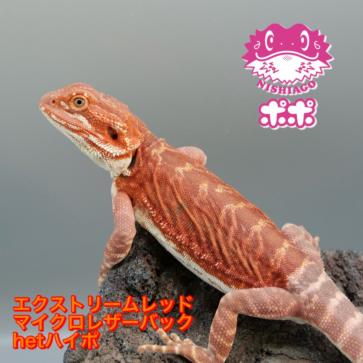 ポポのケージ (@poponocage) / Posts / X