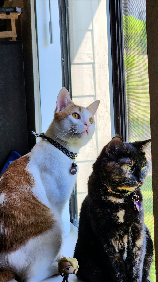 🌸Ren🌸 is on BlueSky tweet media