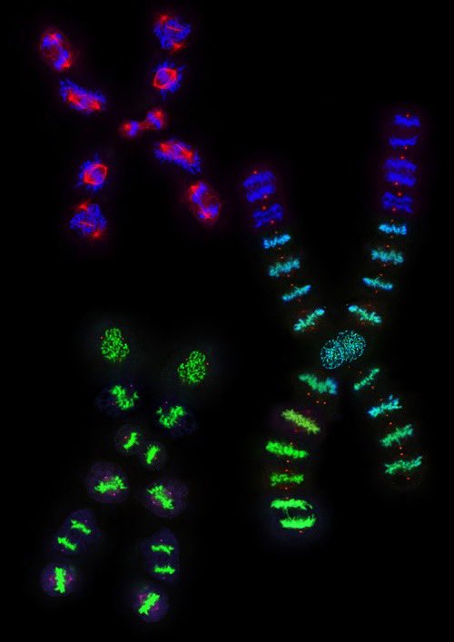 forallcurious's tweet image. 🚨: Study shows that Y chromosome in men is disappearing. It could lead to the end of male births in the future