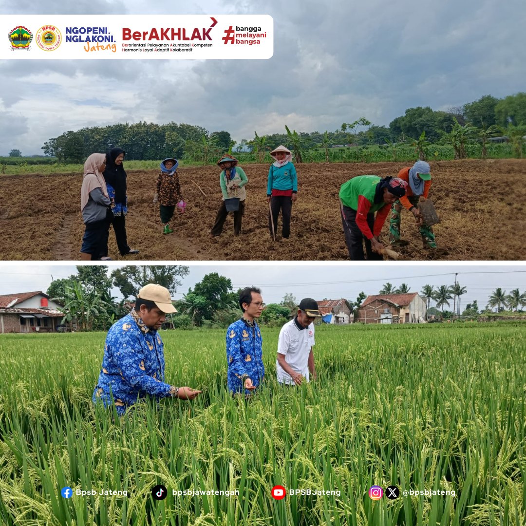 bpsbjateng's tweet photo. Pada hari Rabu dan Kamis (18-19/02/26), PBT BPSB Satuan Pelaksana di beberapa wilayah melaksanakan kegiatan pemeriksaan lapangan. Pertanaman yang dilakukan pemeriksaan meliputi kacang hijau, padi dan bawang merah. https://t.co/B0xIWauiCg
