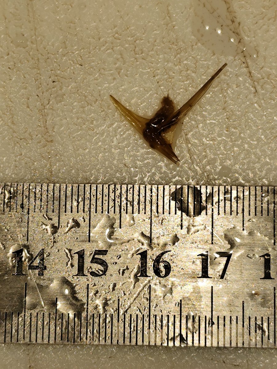 T.JeffLimMD tweet media