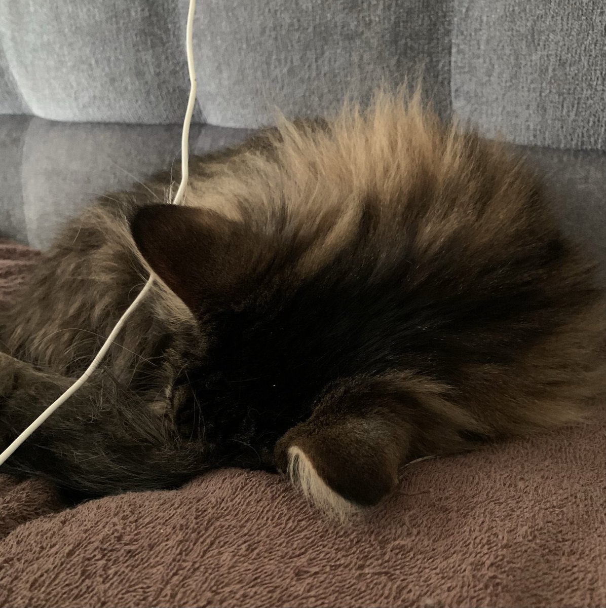 おちた。笑(´ΦωΦ｀