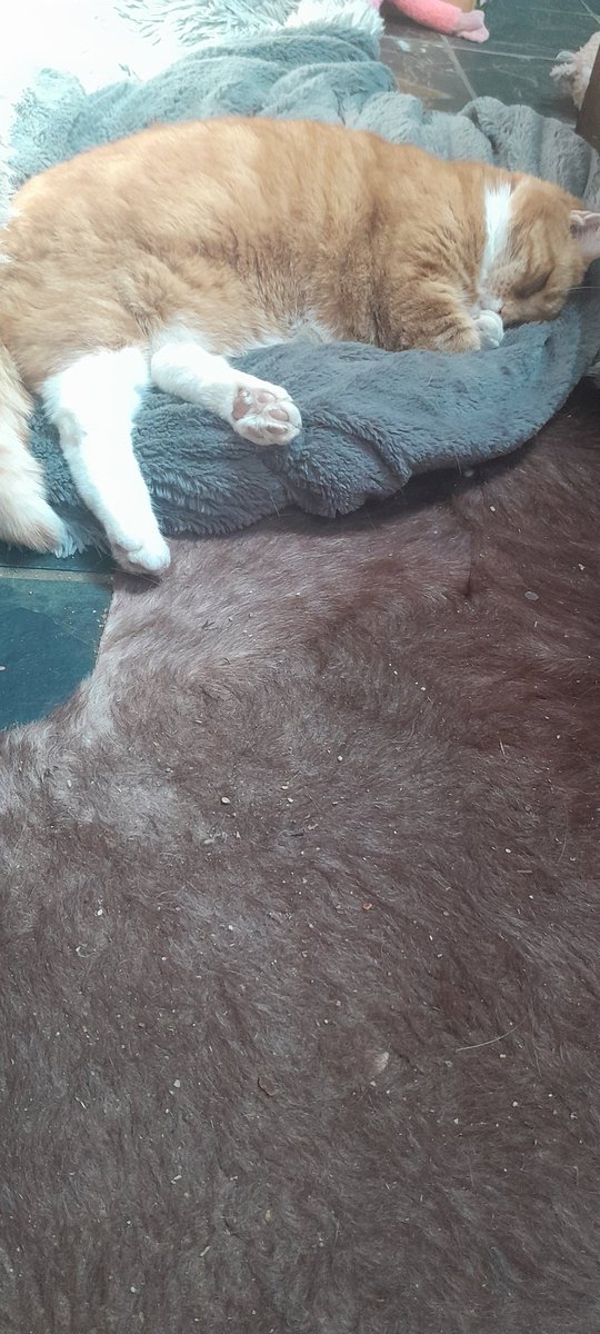 Chris Brown tweet media