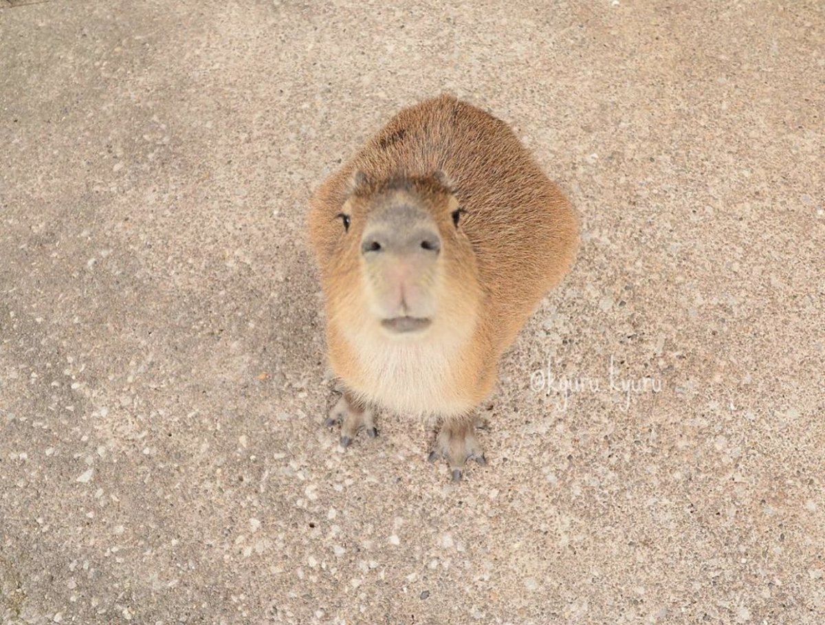 何が見えますか
#Capybara #カピバラ温泉