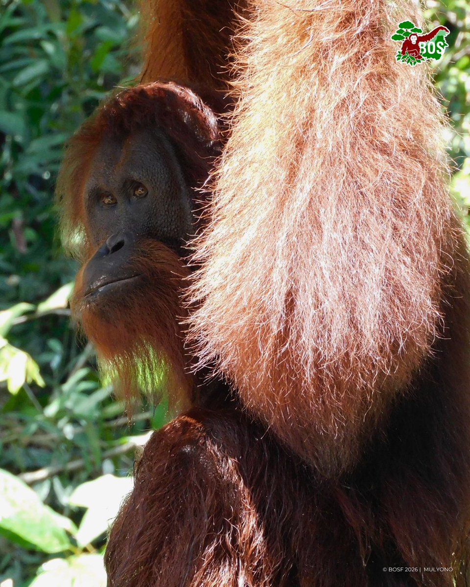 BOS Foundation tweet media