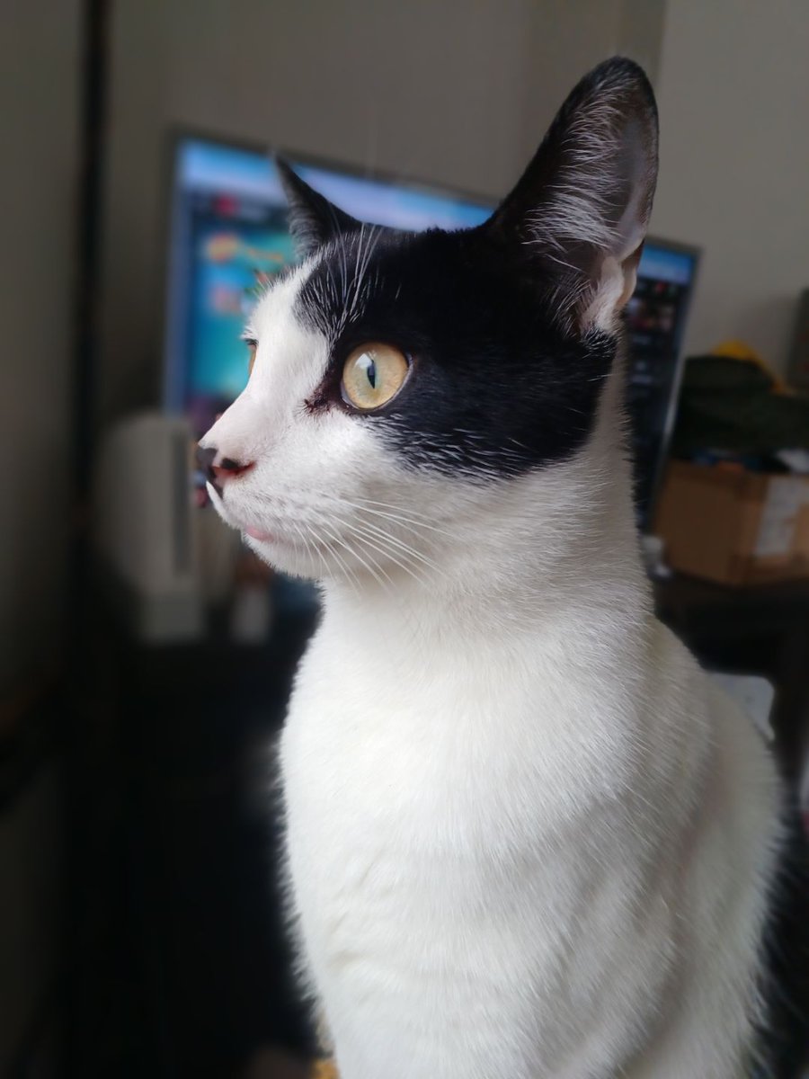 CeriIdk's tweet photo. @Garrett_Watts •Circus 
•Chaotic Gremlin 
•He was sat in the middle of the road with traffic coming at him, so I grabbed him. He was a very grimy street cat, cleaned him up and my landlord said I couldn't keep him, so he went to live with my sister across the country. Via Mcr-wales-brighton https://t.co/ksGh1NzNSm