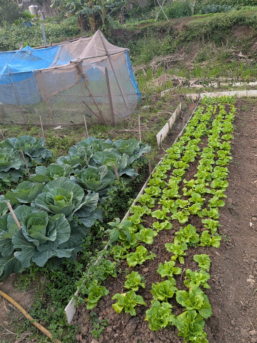 jayaew433's tweet photo. 今日戰績：
收割大陸妹22顆
青花菜3顆
花椰菜3顆
袋子不夠裝 https://t.co/C2I6aZXb8v