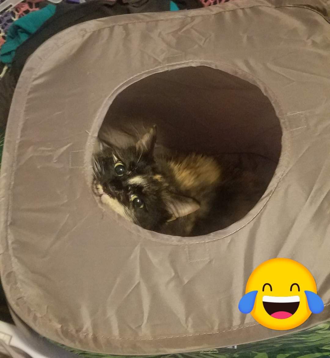 Mouse2100 tweet media