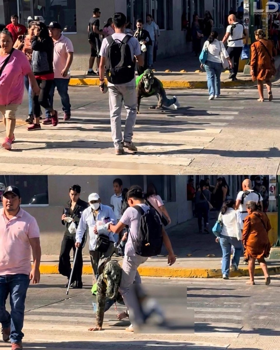 🇲🇽🥹 JOVEN PΛTEAA UN “THERIAN COCODRILO”.

En plena calle de Tampico, México, la gente se sorprᥱᥒdió al ver cómo un Therian se αrrastrαbα entre ellos, pero más impαctαdos quedaron cuando un héroe sin capa lo αgαrró como trαρo νiᥱjo con trᥱmᥱᥒdα ραtαɗα.

Orgullo mexicano. 😮