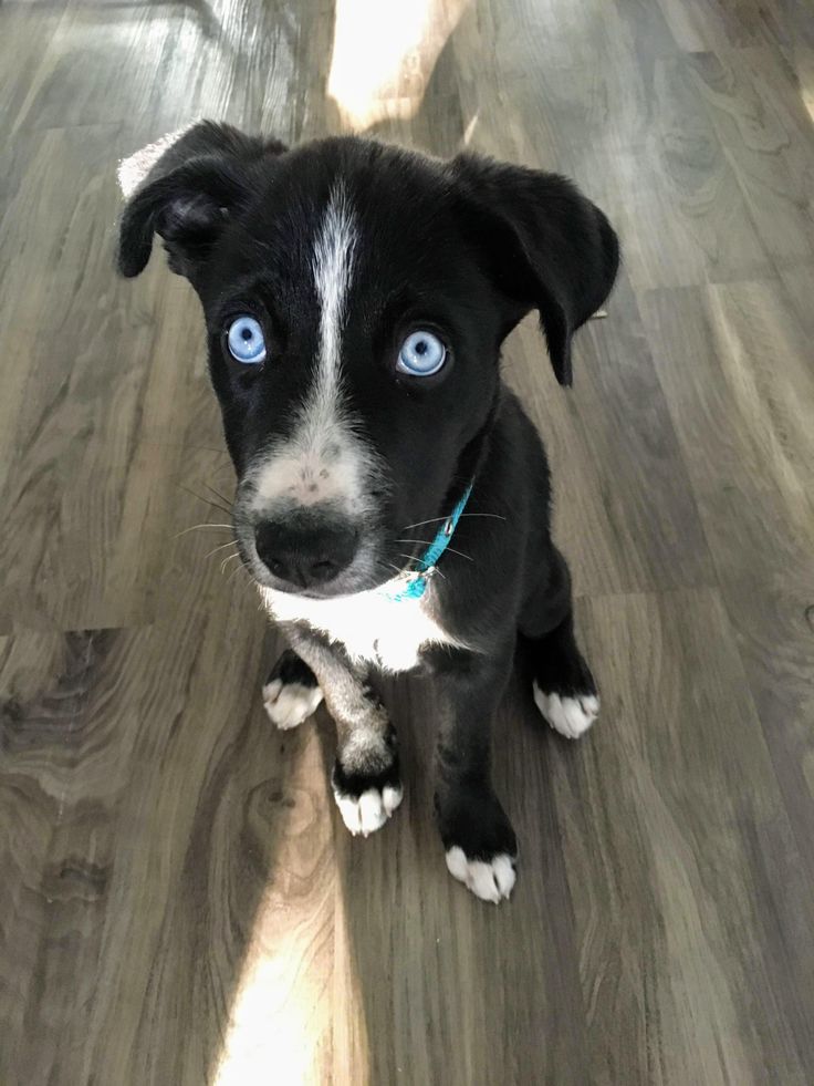 Tweet of Animals tweet media