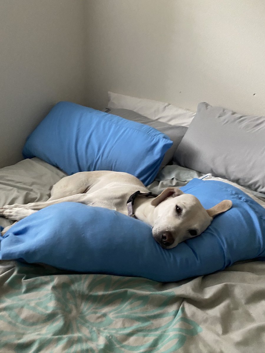 talia IS A STAR ✩ ✮ tweet media