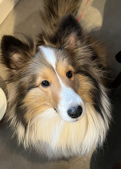 100フォロワー達成記念のチョコレートパーティーから1週間。
パーティーに参加できずしょぼんとしていた #エル社長 も、「大盛りちゅ～る」で元気モリモリです。

👨スタッフ
「社長、大盛りちゅ～るはいかがでしたか？」

🐶エル社長